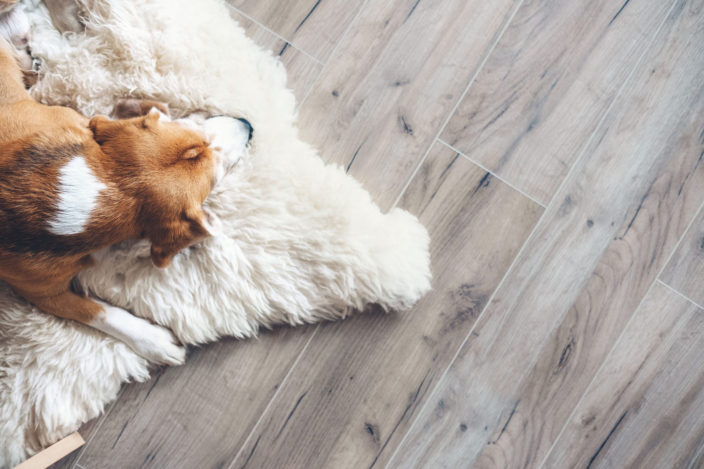 Dog resting on fluffy rug